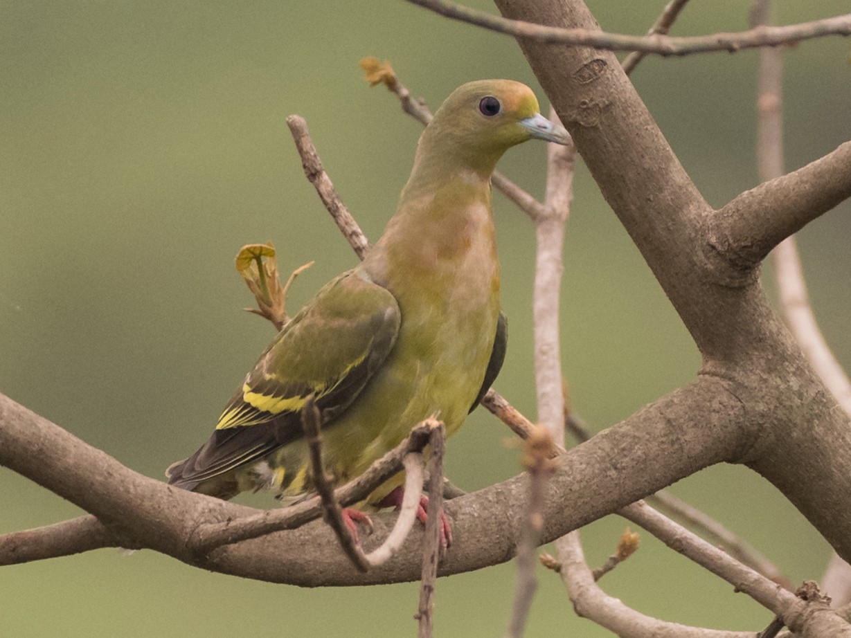 Orange-breasted Green-Pigeon - Sidharth Srinivasan