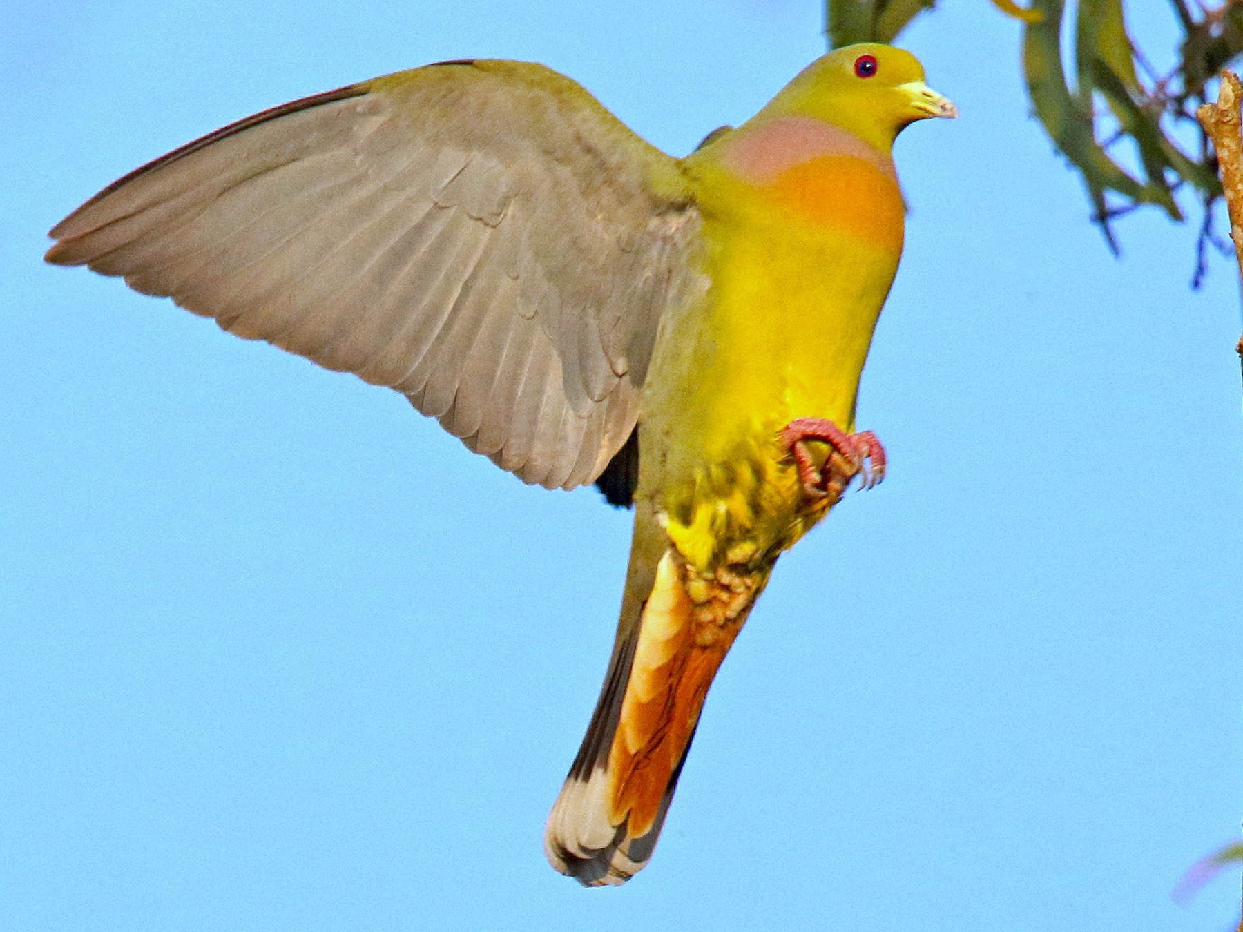 Orange-breasted Green-Pigeon - Roshan  Kamath