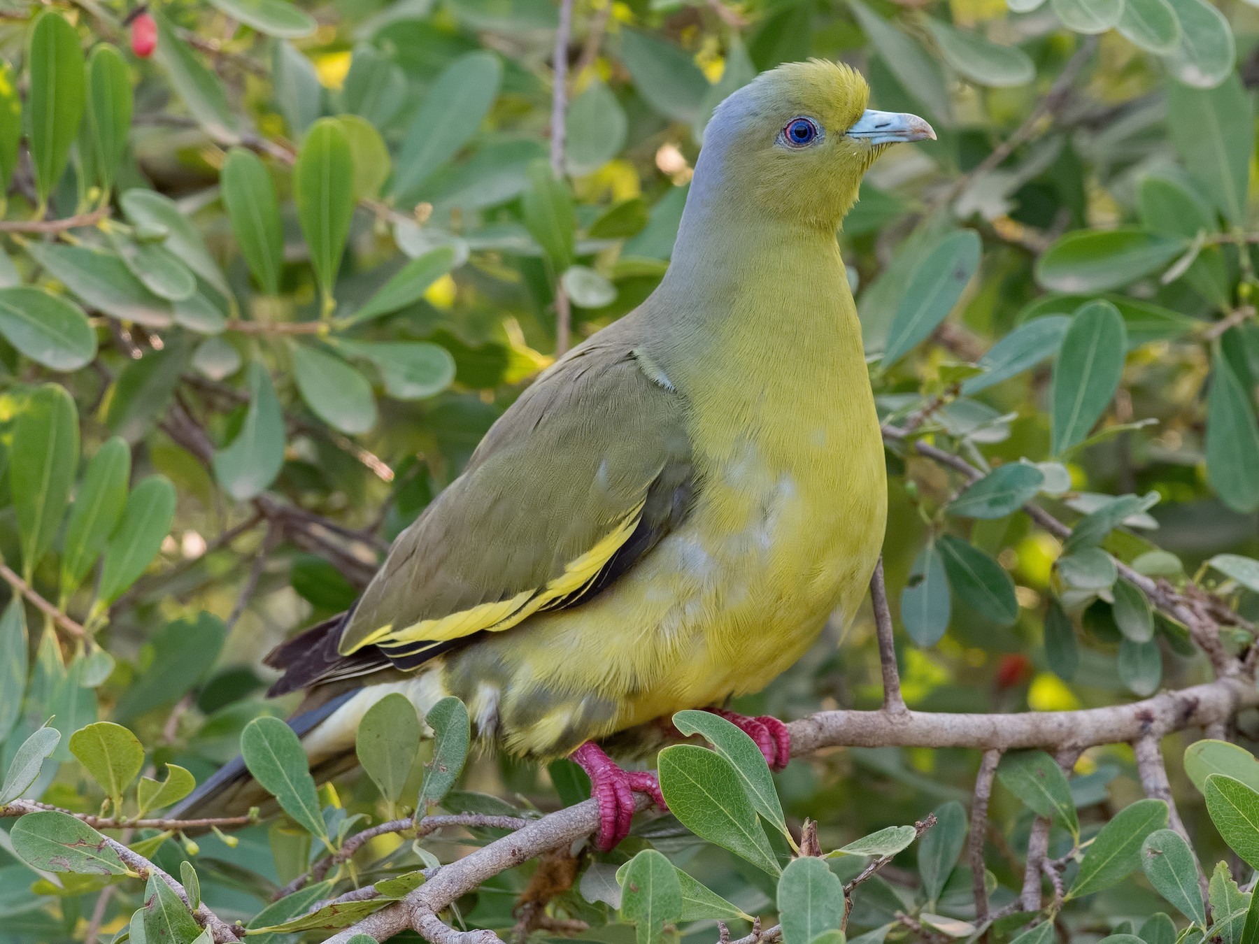 Orange-breasted Green-Pigeon - Shailesh Pinto