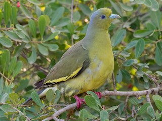 นกเพศเมียเต็มวัย - Shailesh Pinto - ML141857331