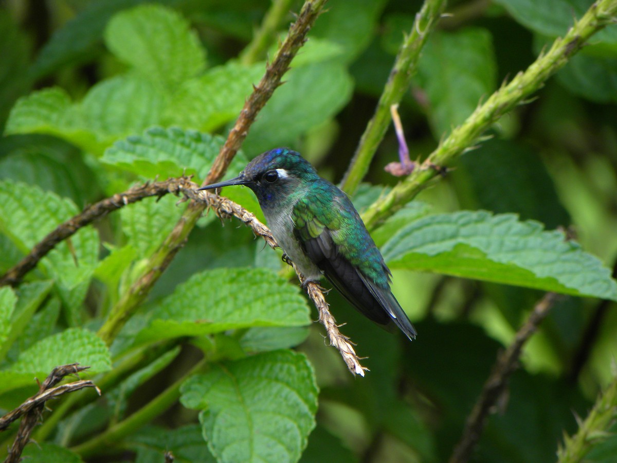 Violet-headed Hummingbird - Mary Muchowski
