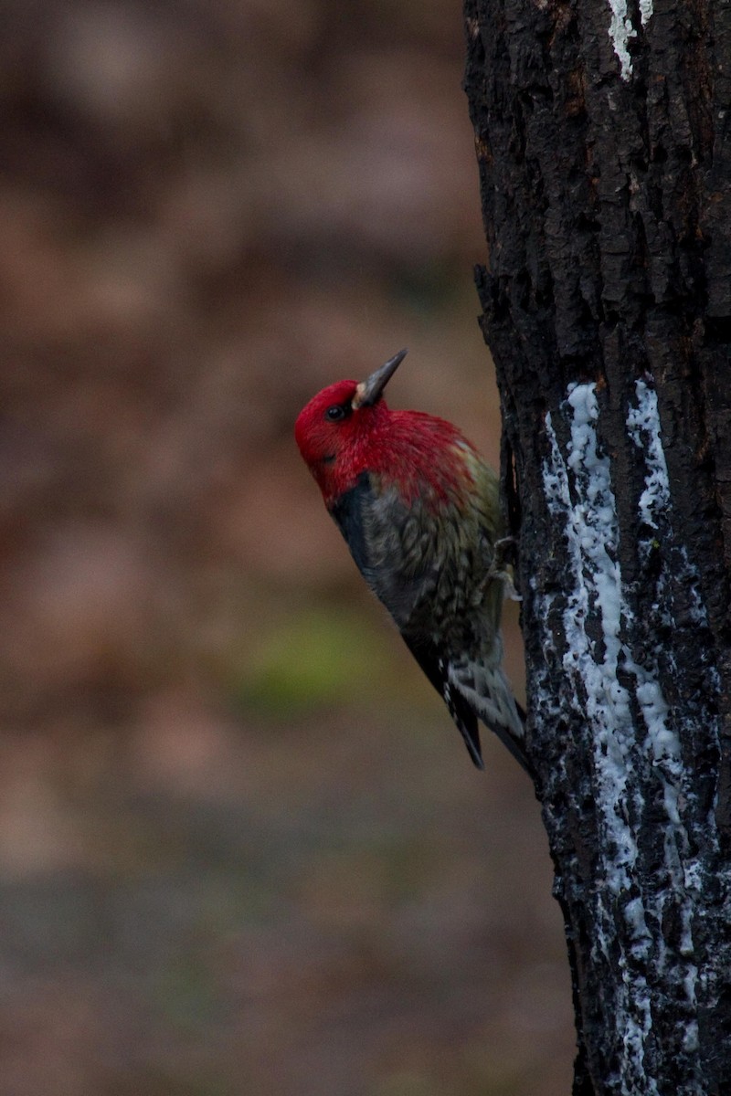 Red-breasted Sapsucker - ML141858831