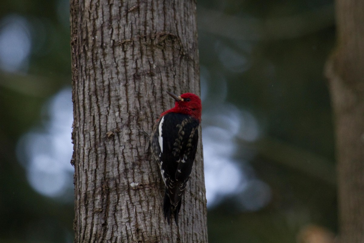 Red-breasted Sapsucker - ML141858841