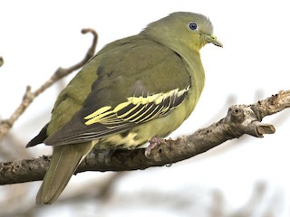 นกเพศเมียเต็มวัย - Swapnil Thatte - ML141859061