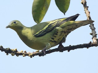 นกเพศเมียเต็มวัย - Savio Fonseca (www.avocet-peregrine.com) - ML141859081