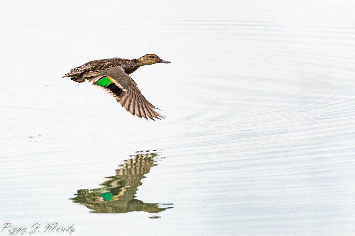 Green-winged Teal - ML141859181