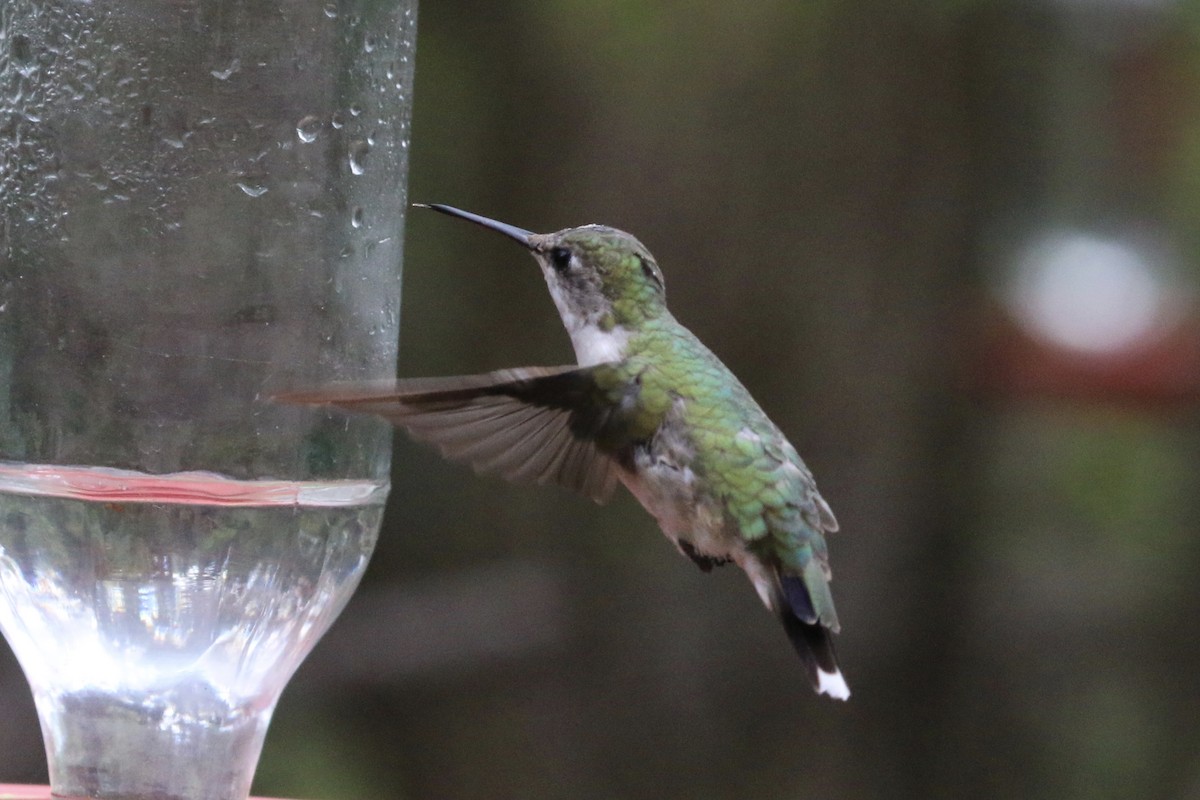 Black-chinned Hummingbird - ML141859521