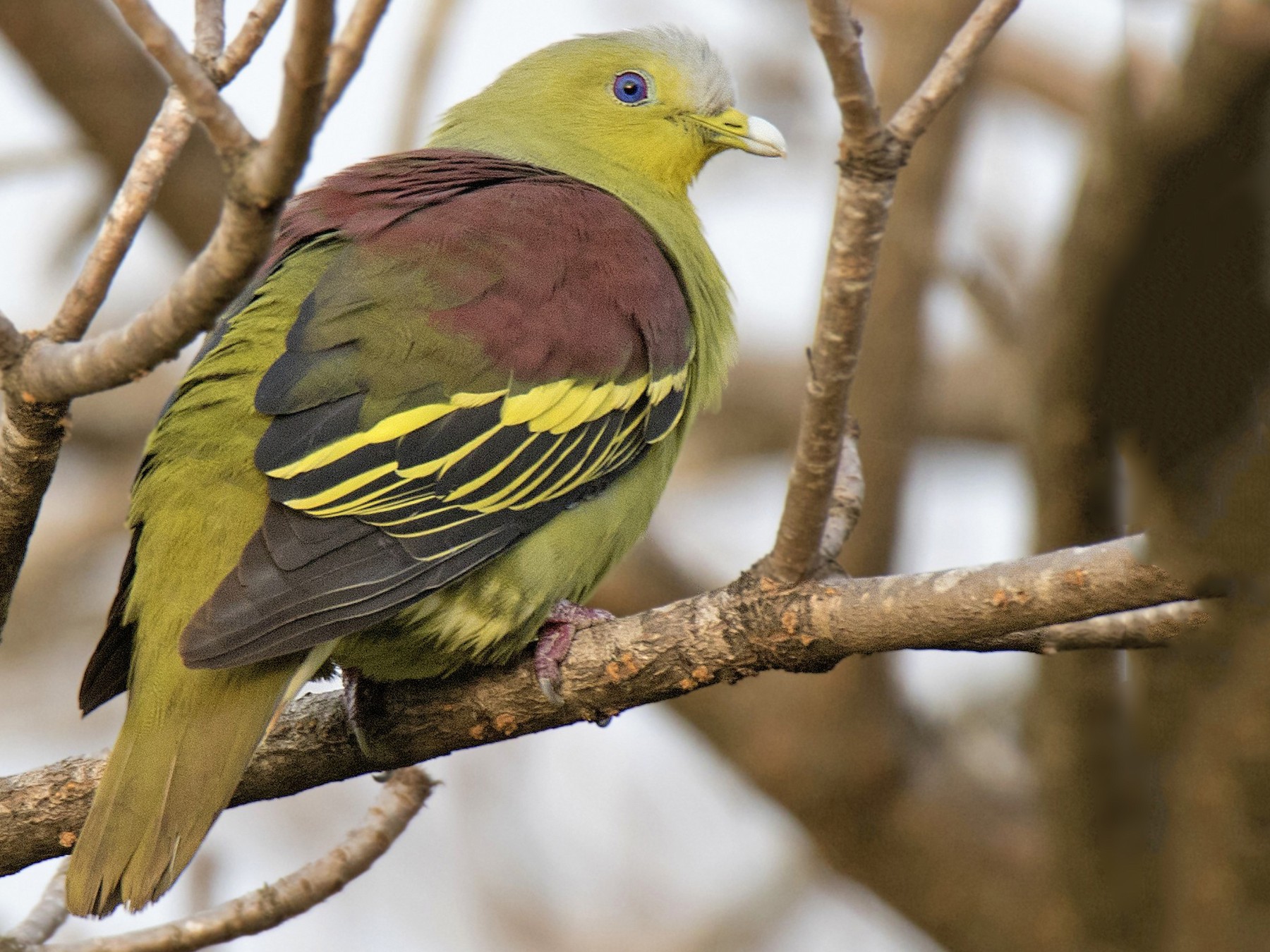 Gray-fronted Green-Pigeon - Swapnil Thatte