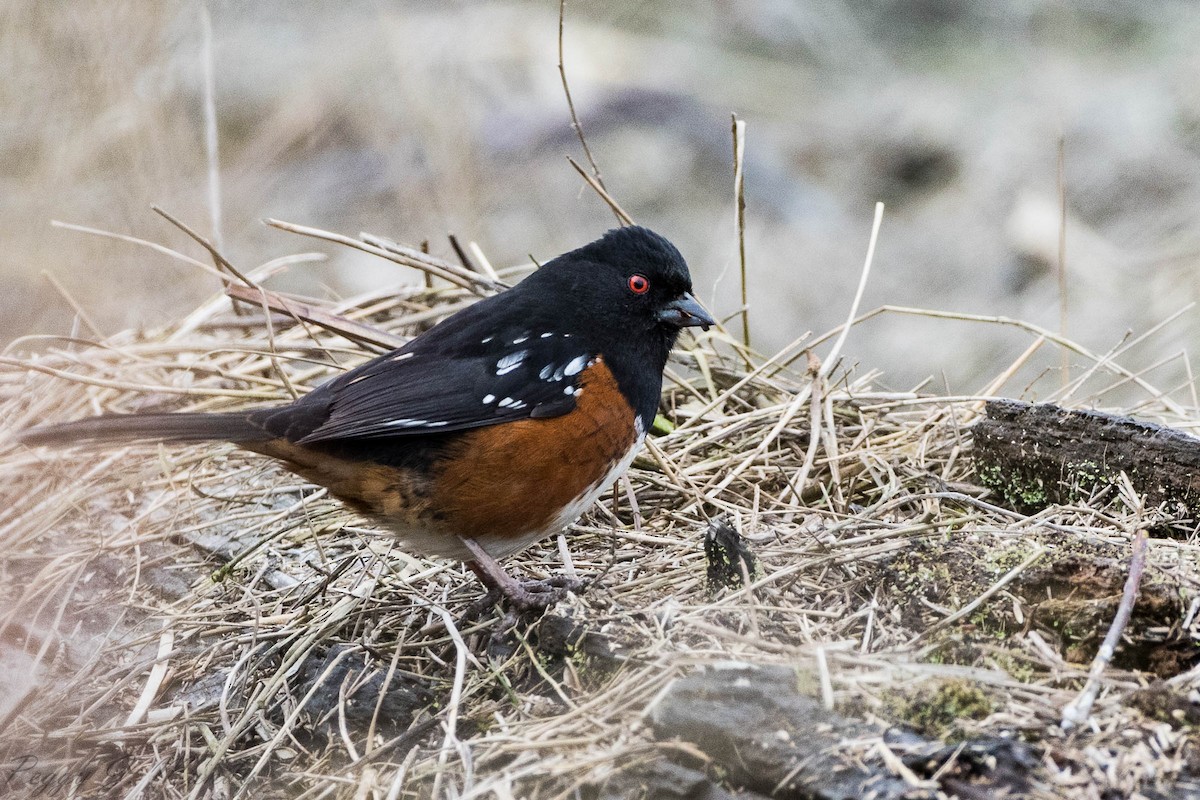 Spotted Towhee - Peggy Mundy