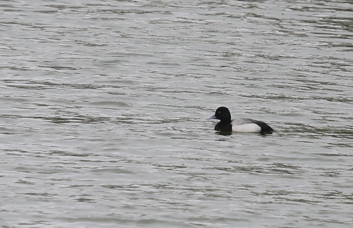 Greater Scaup - Andrew Orgill