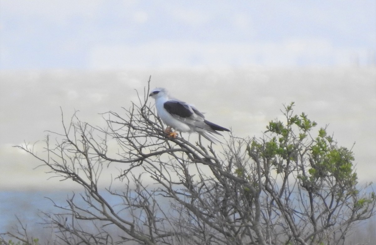 White-tailed Kite - Bill Pelletier