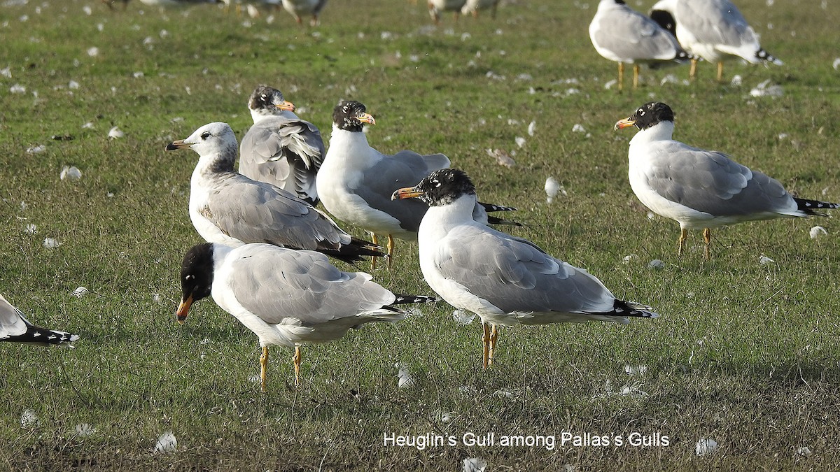 Lesser Black-backed Gull (Heuglin's) - Nivedita Kotharé