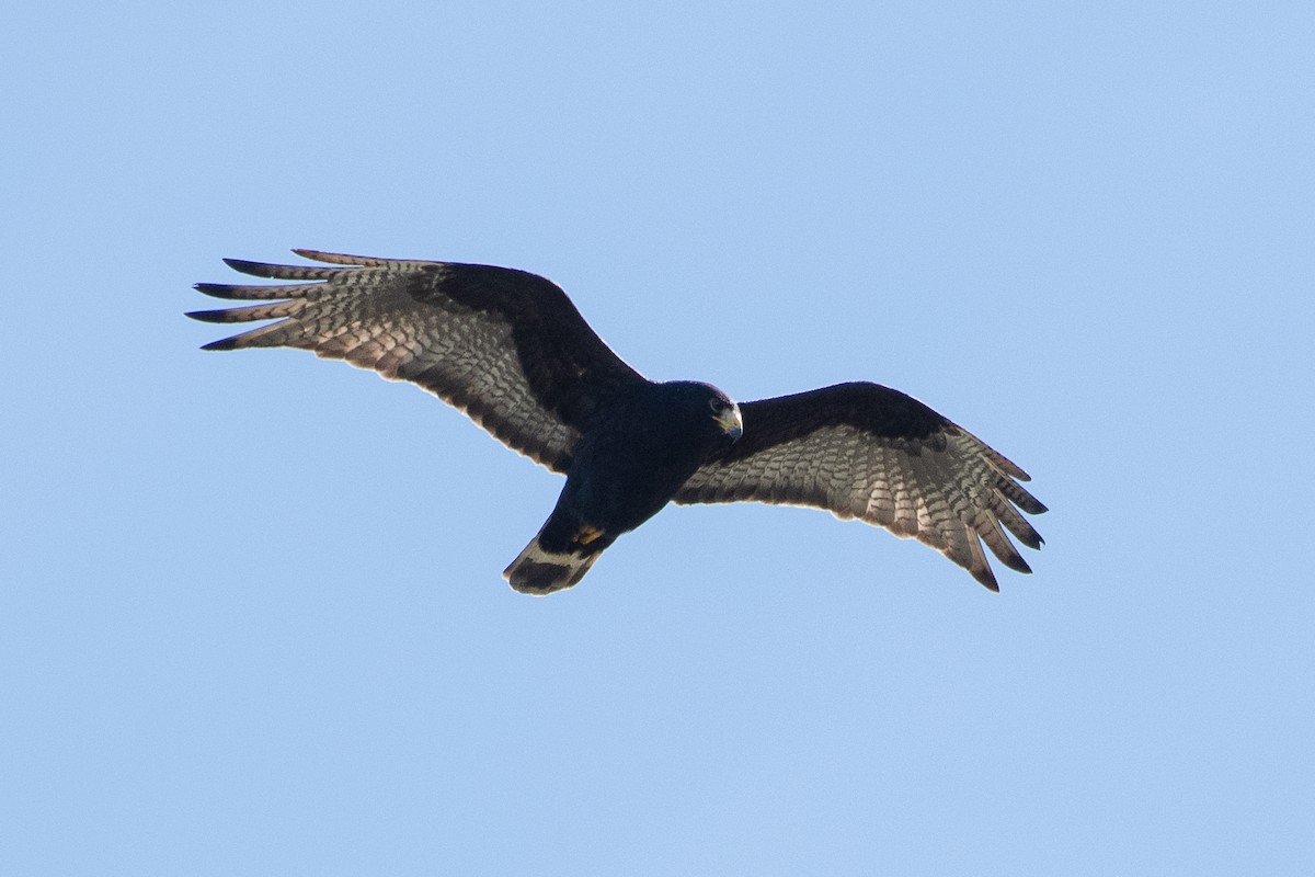 Zone-tailed Hawk - T. Jay Adams