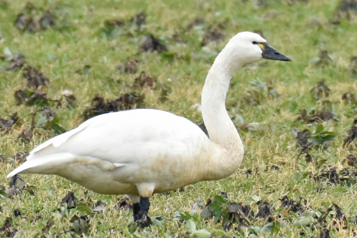 Tundra Swan (Whistling) - ML141862721