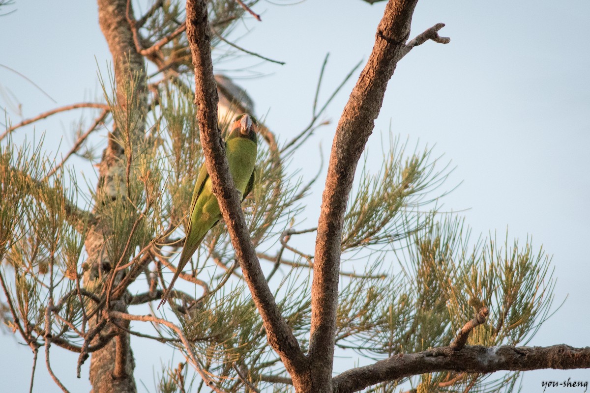 Long-tailed Parakeet - You-Sheng Lin