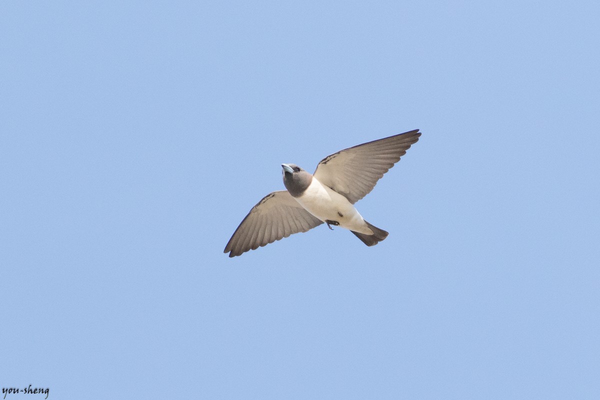 White-breasted Woodswallow - ML141864701