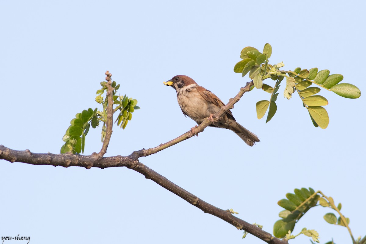 Eurasian Tree Sparrow - You-Sheng Lin