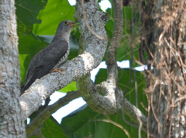 Indian Cuckoo - Choy Wai Mun
