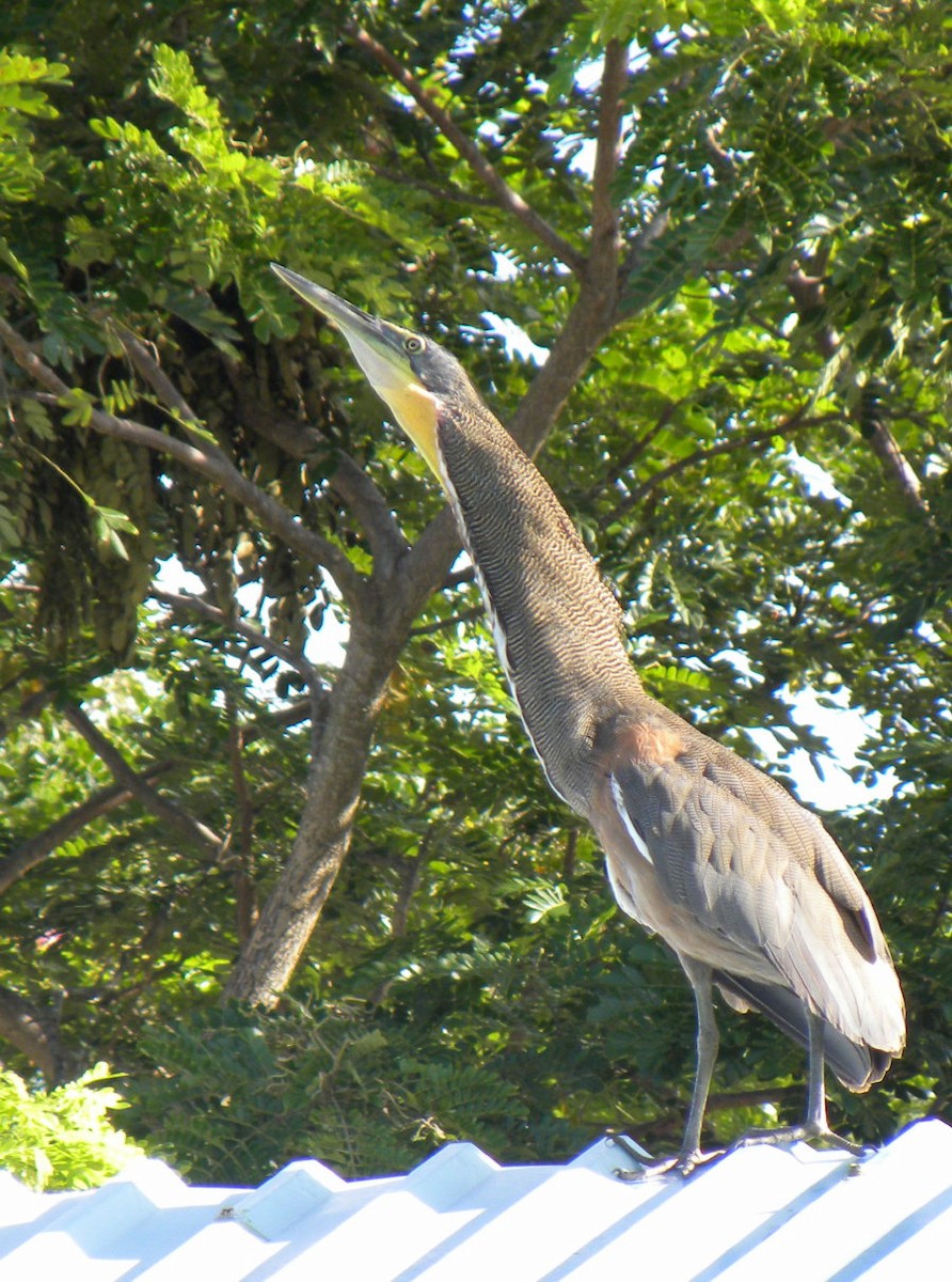 Bare-throated Tiger-Heron - Mary Muchowski