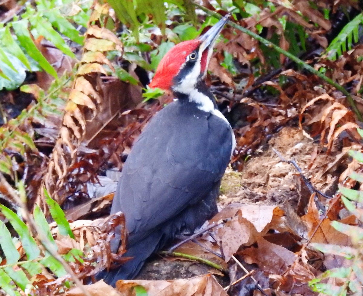 Pileated Woodpecker - ML141865251