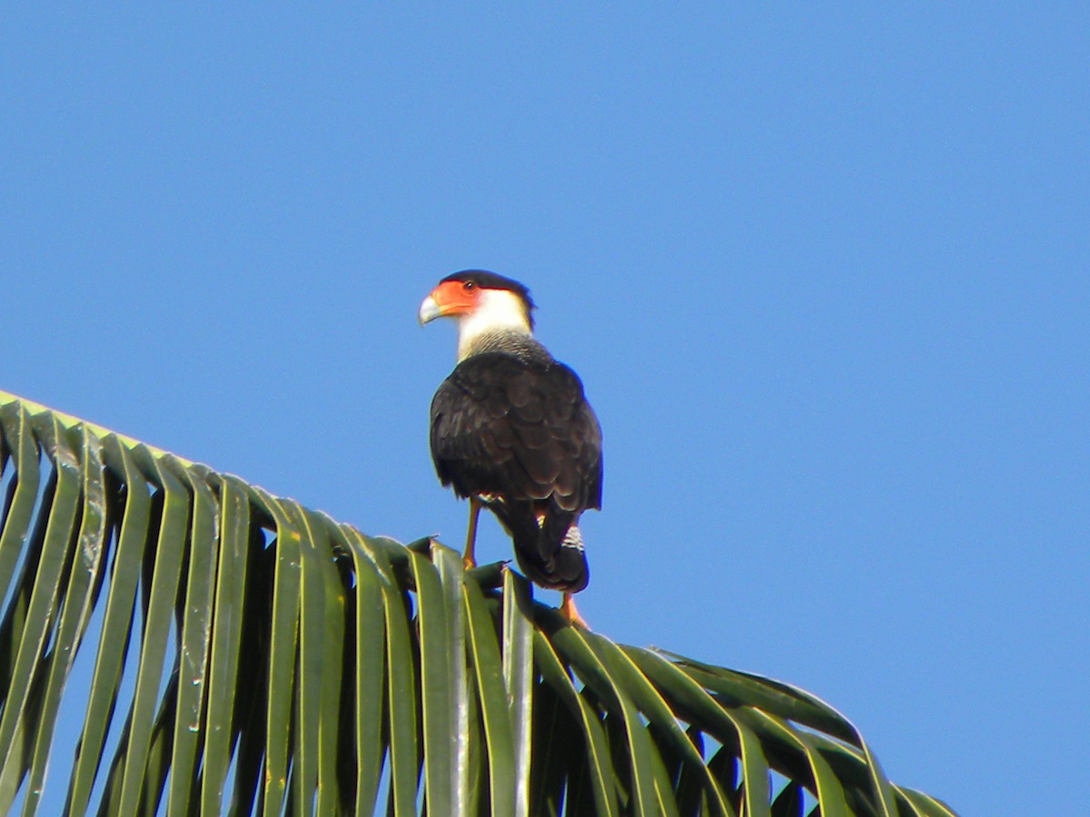Crested Caracara (Northern) - Mary Muchowski