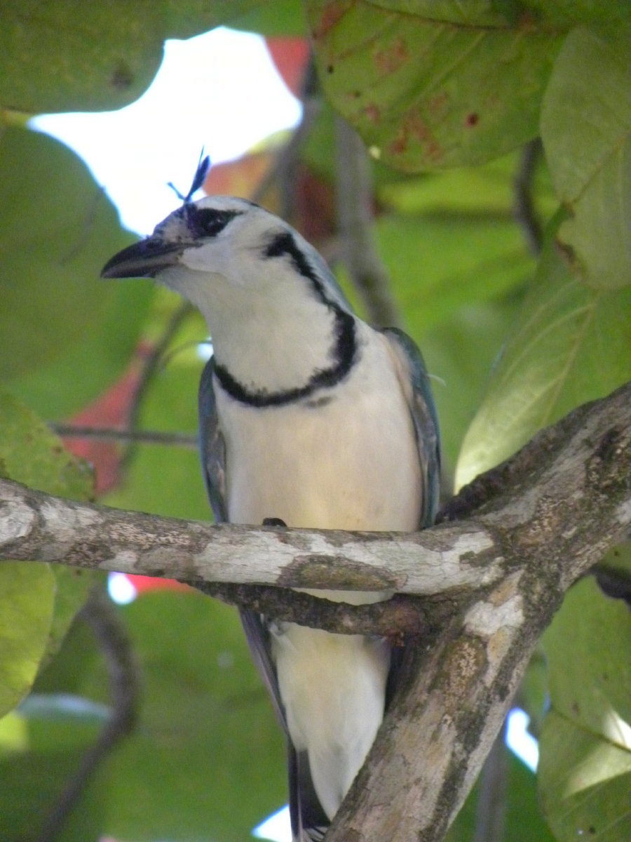 White-throated Magpie-Jay - ML141865581