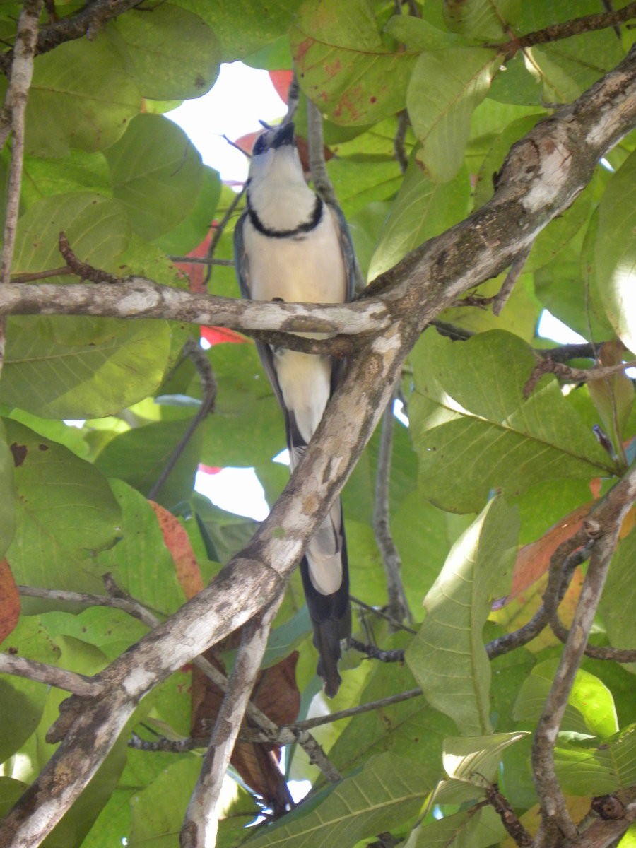 White-throated Magpie-Jay - ML141865591