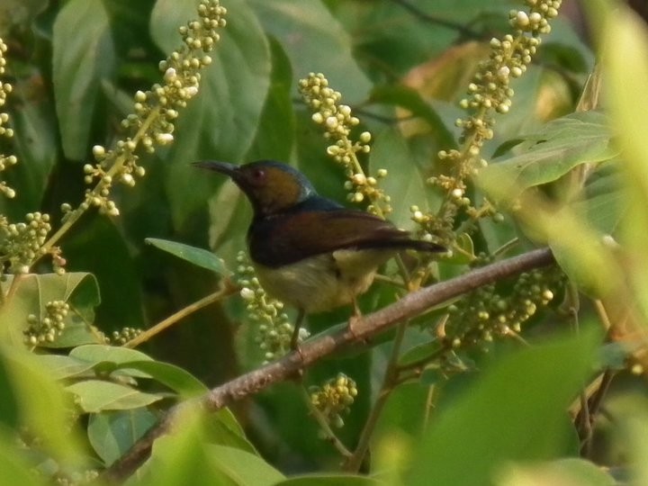 Brown-throated Sunbird - Christopher Luppi
