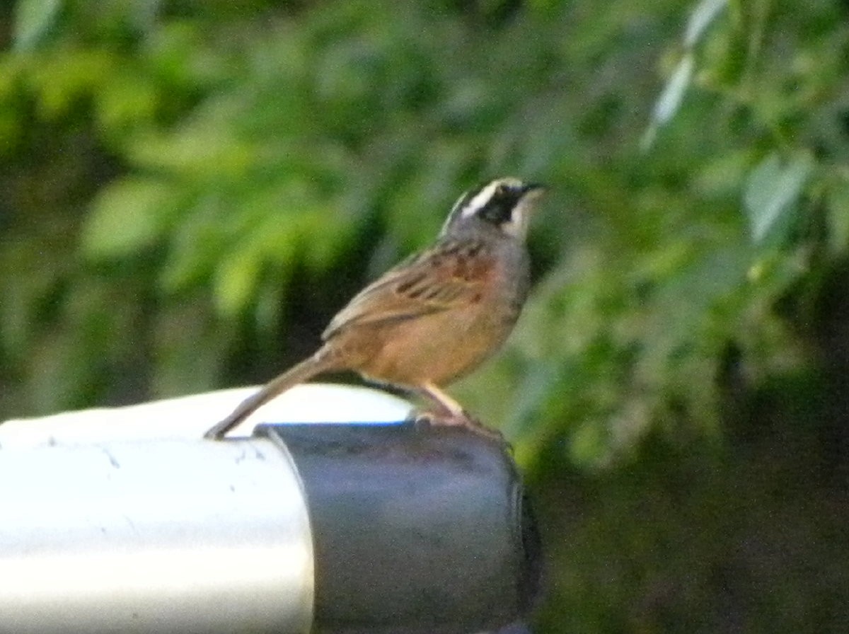 Stripe-headed Sparrow - ML141866101