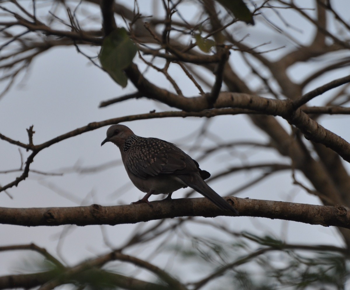Spotted Dove - Bhagyasree Venugopal