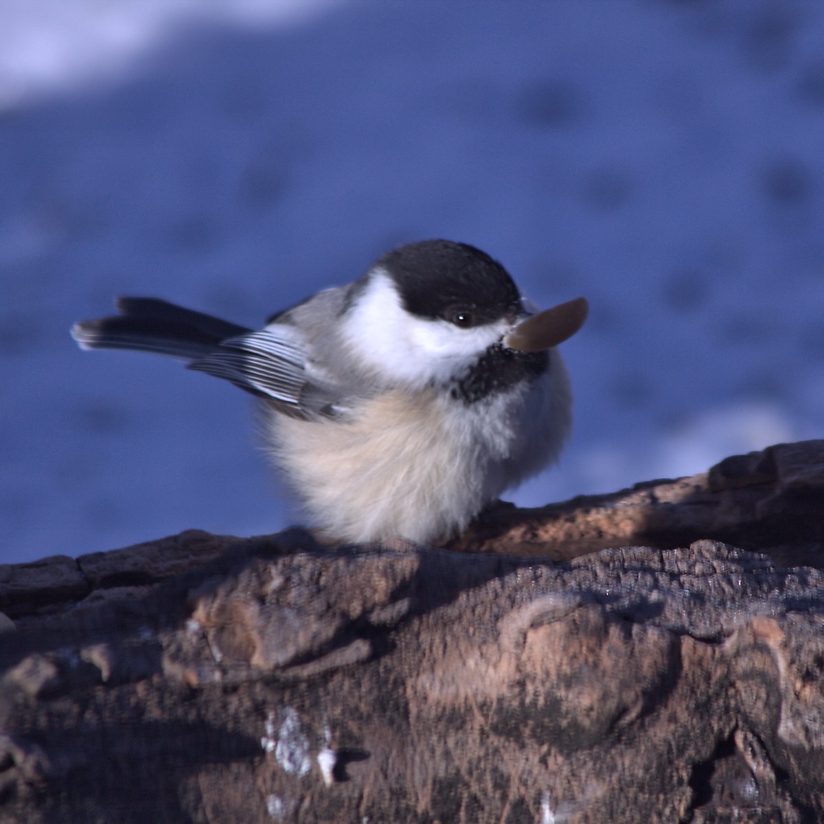 Black-capped Chickadee - Candace Trost