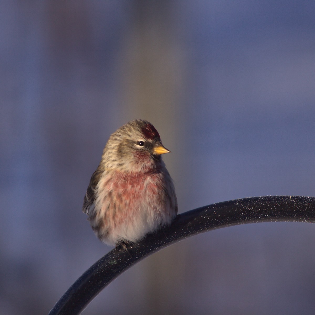 Common Redpoll - Candace Trost