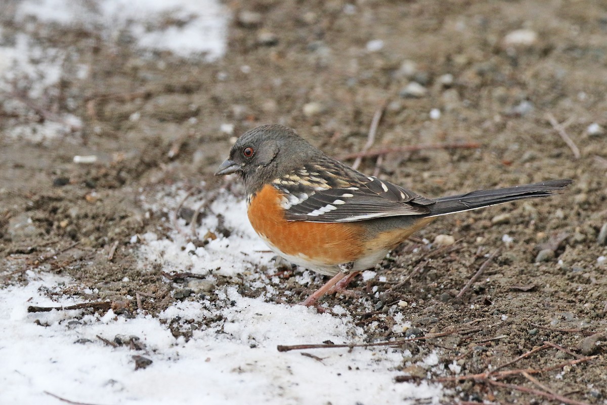Spotted Towhee - ML141867201
