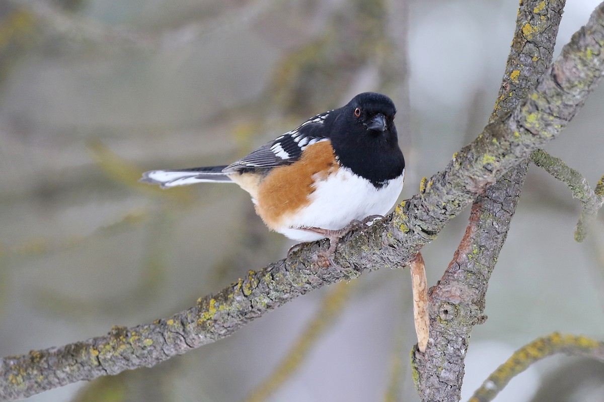 Spotted Towhee - ML141867241