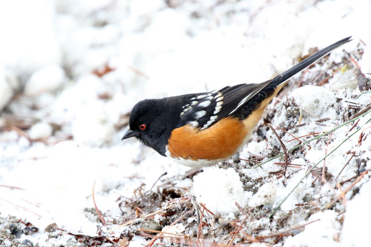 Spotted Towhee - ML141867751