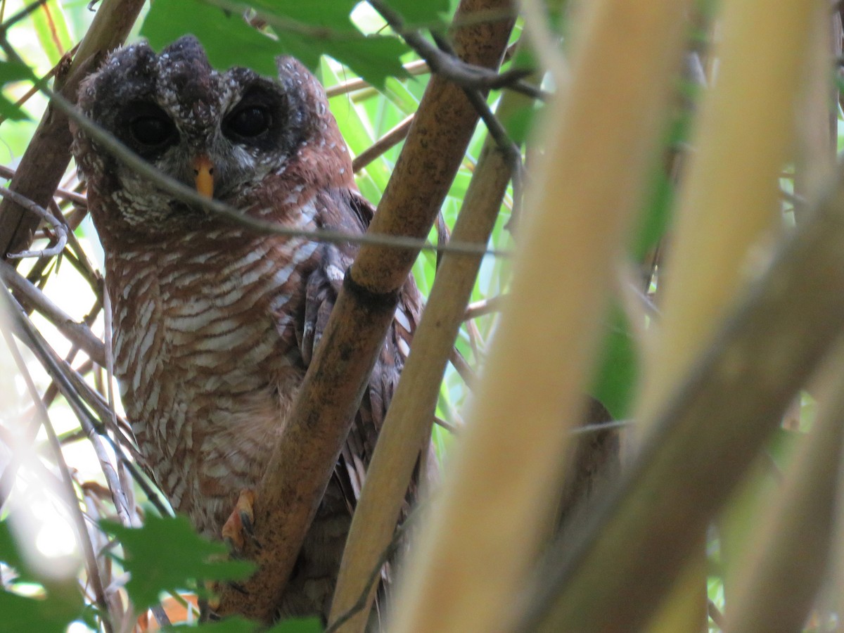 African Wood-Owl - Nicholas Fordyce - Birding Africa