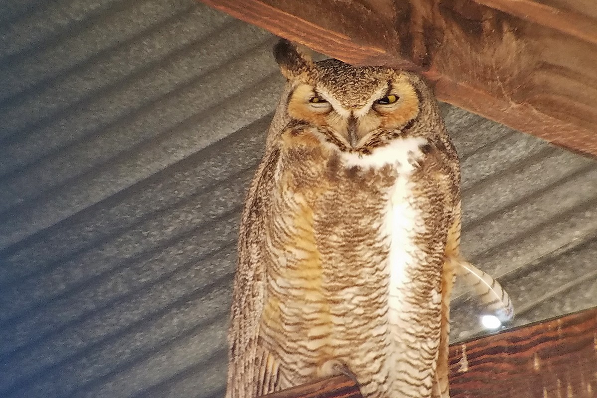 Great Horned Owl - ML141868261