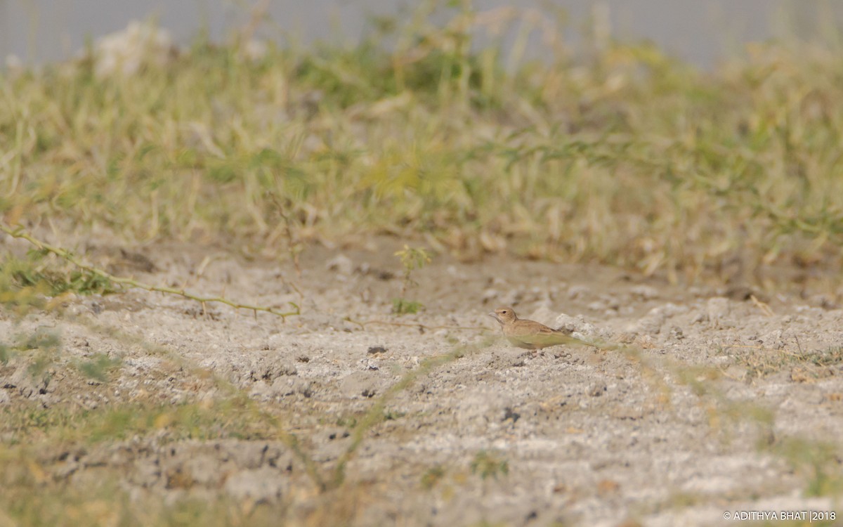 Ashy-crowned Sparrow-Lark - ML141868391