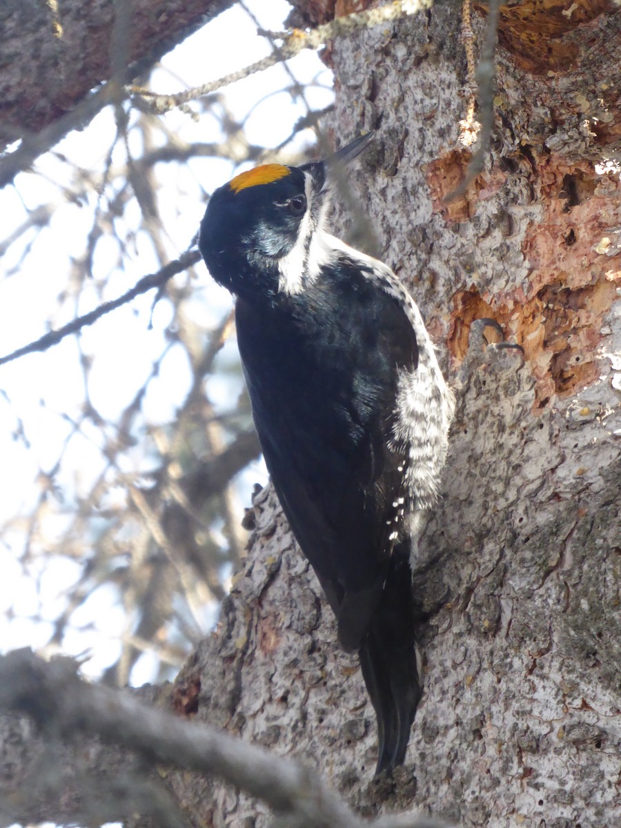 Black-backed Woodpecker - Elsabe Kloppers