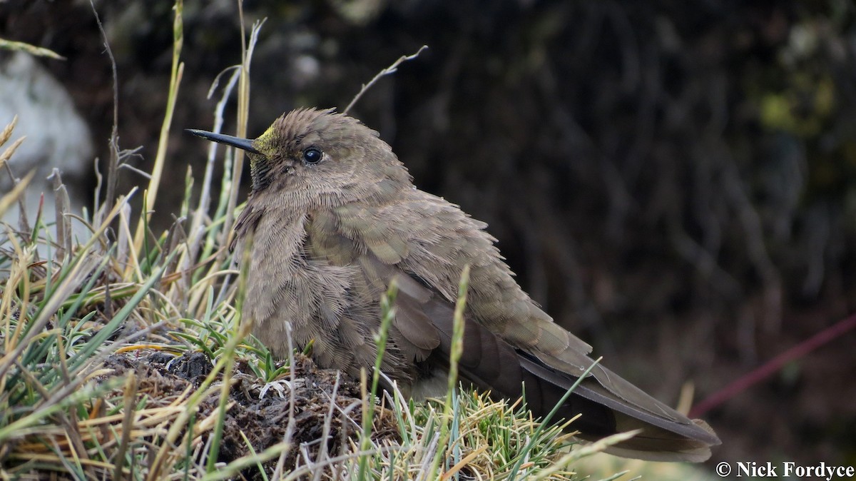 Olivaceous Thornbill - ML141869891