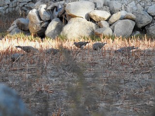 キジバド rectangle_large_type_2_1e18665