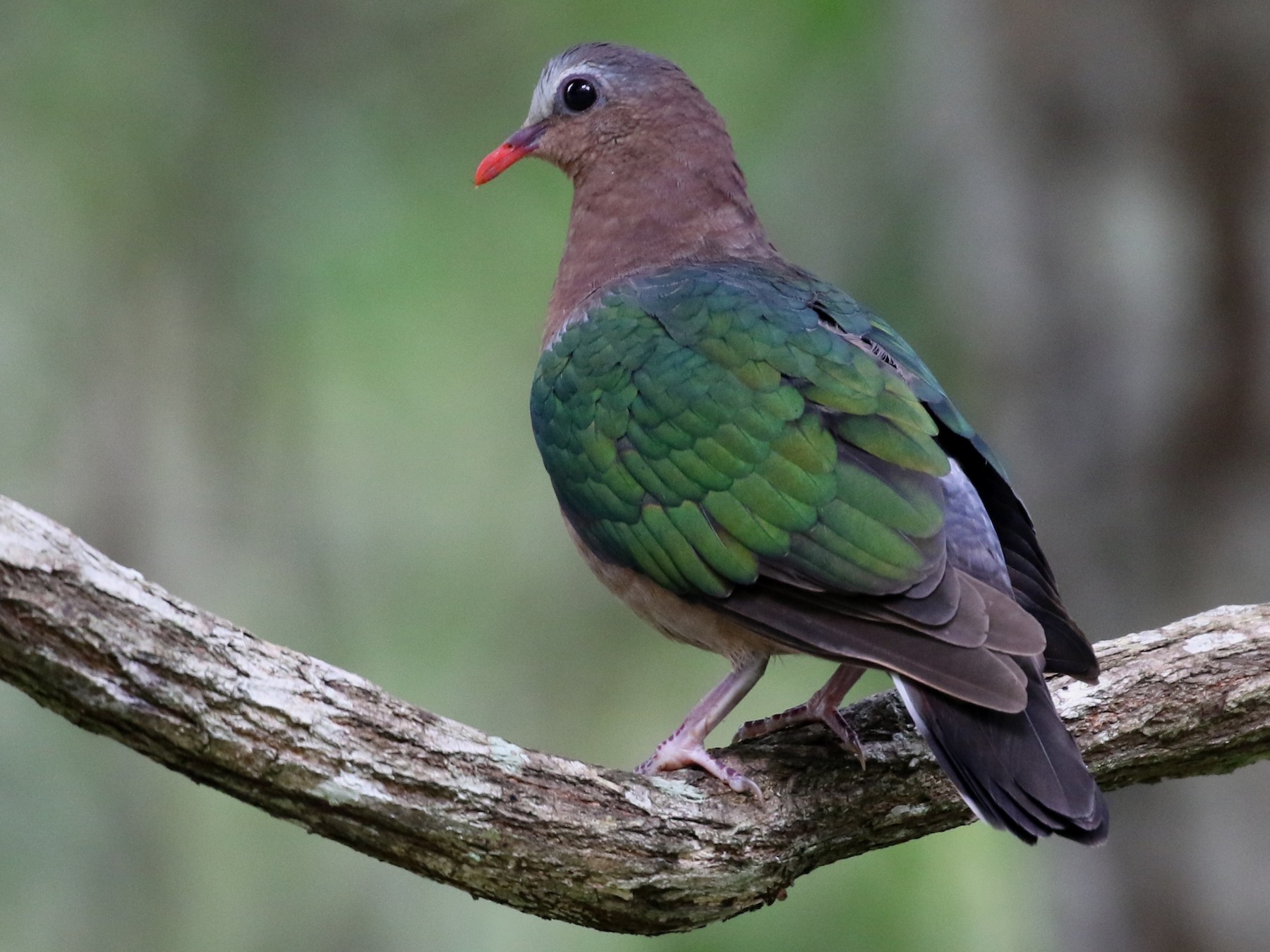 Asian Emerald Dove - eBird