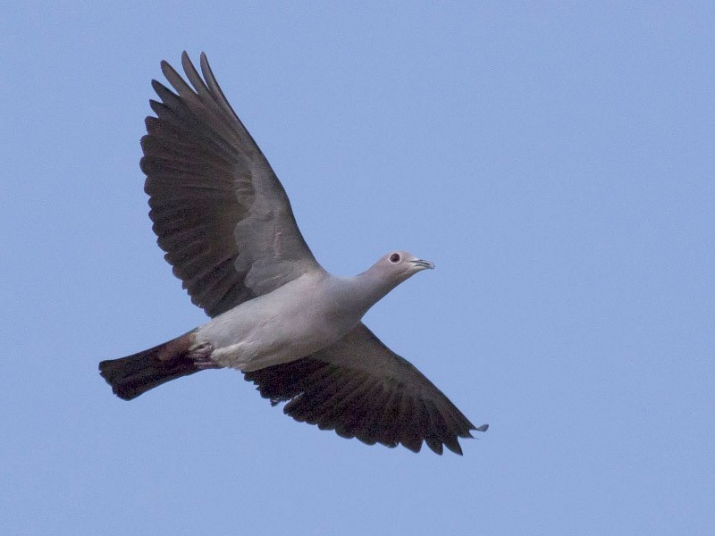 Green Imperial-Pigeon - Michael Todd