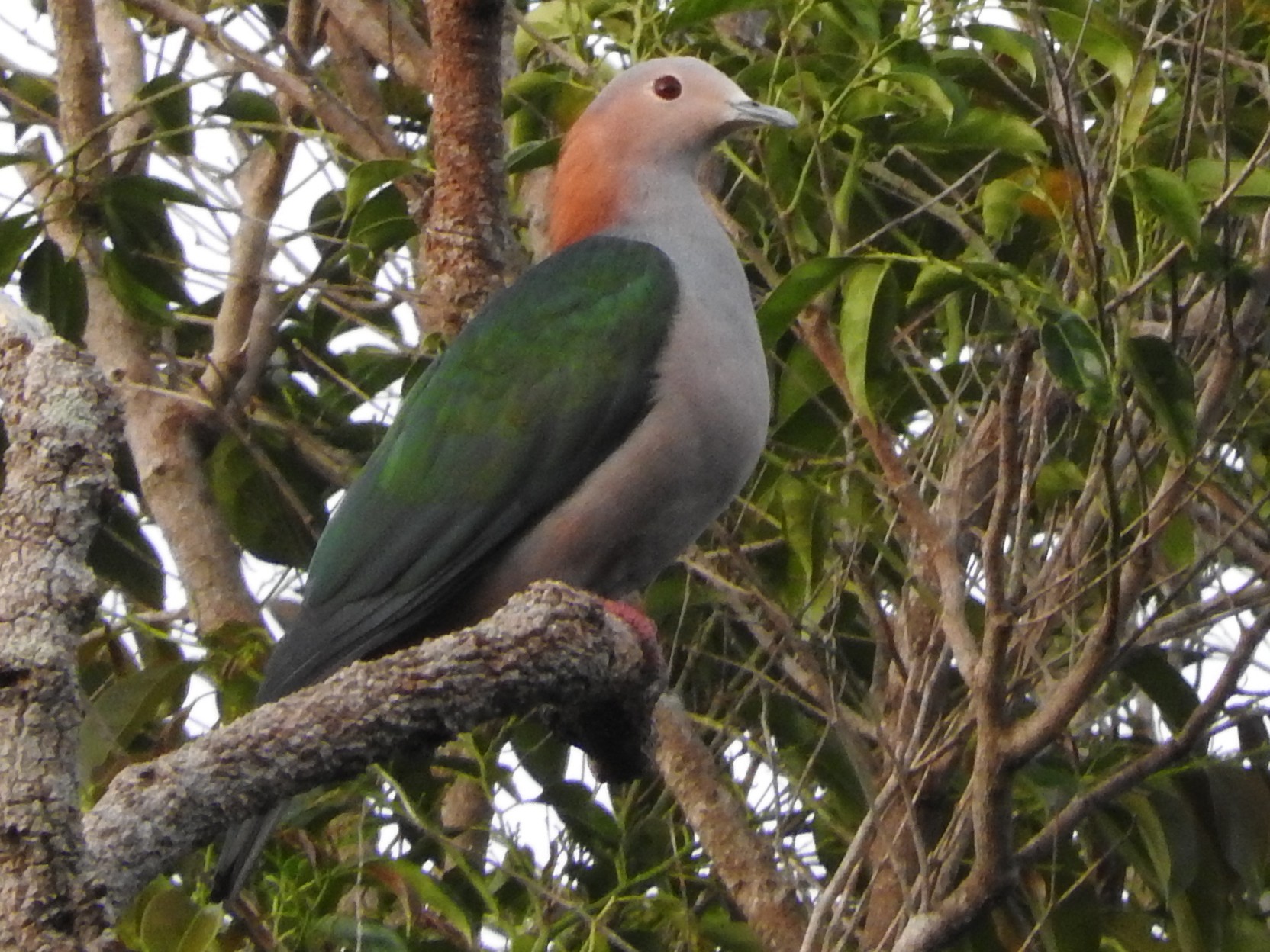 Green Imperial-Pigeon - Sandy Gayasih
