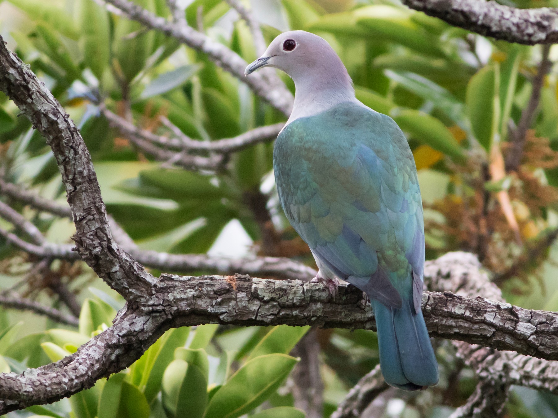 Green Imperial-Pigeon - Lucas Bobay