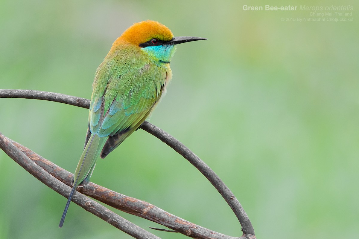 Asian Green Bee-eater - ML141876731