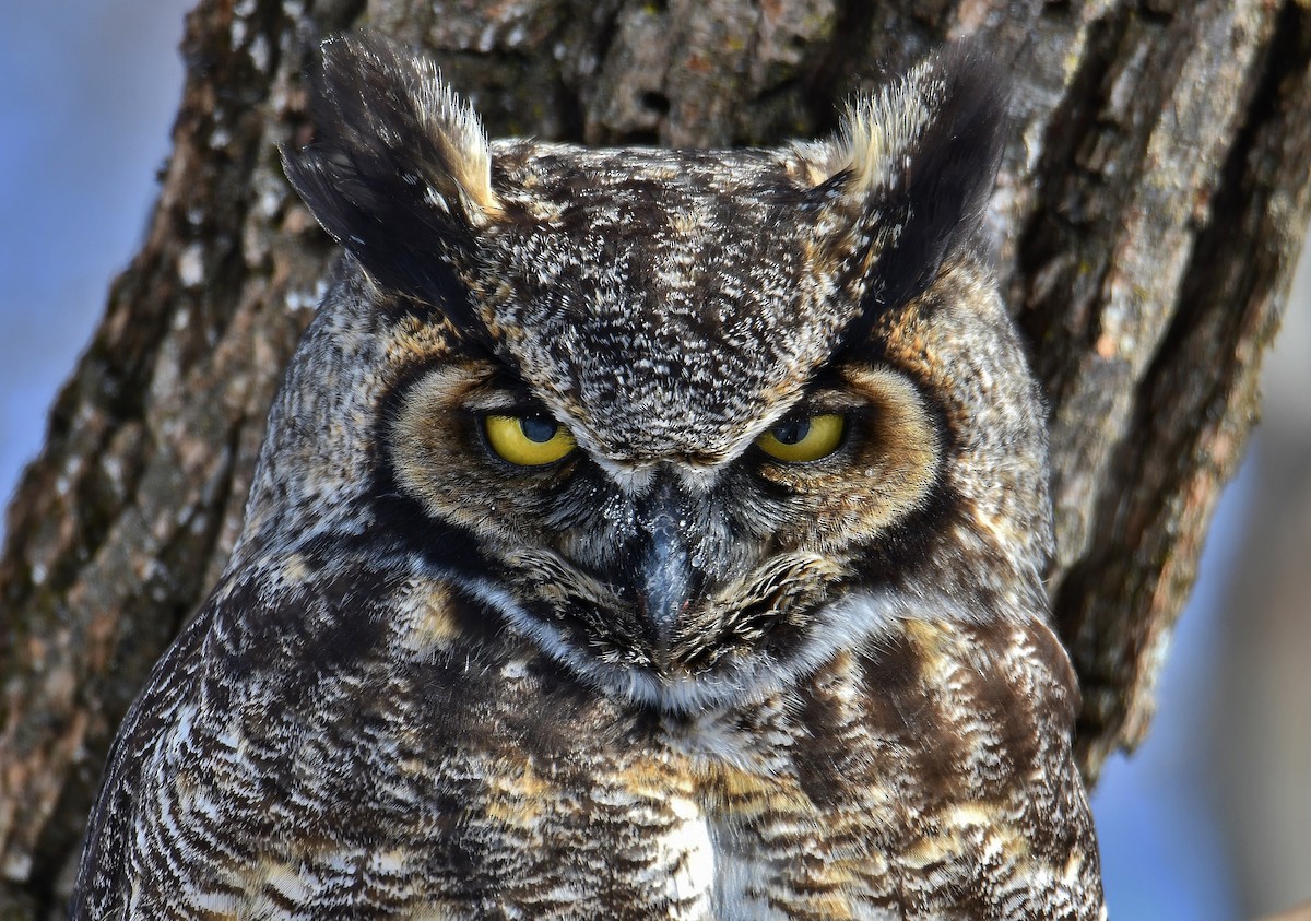 Great Horned Owl - André Lanouette