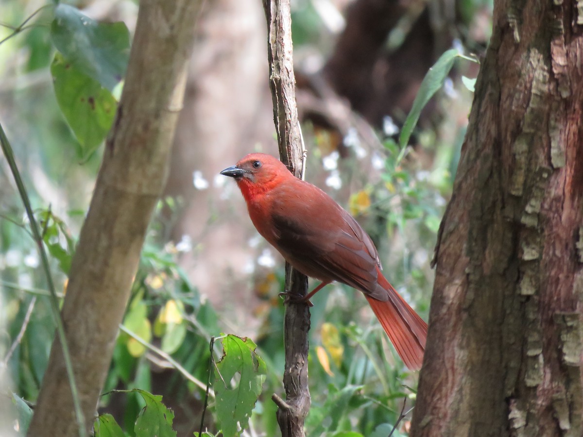 Red-throated Ant-Tanager - Mark Goodwin