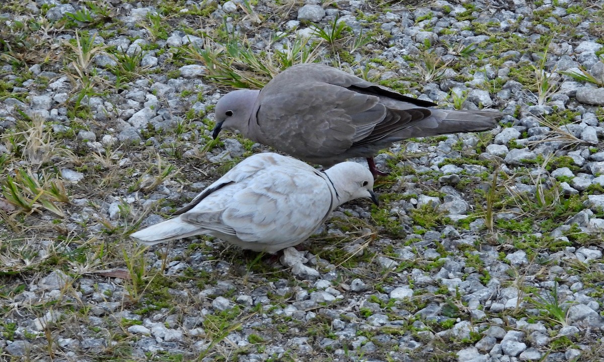 Eurasian Collared-Dove - grete pasch
