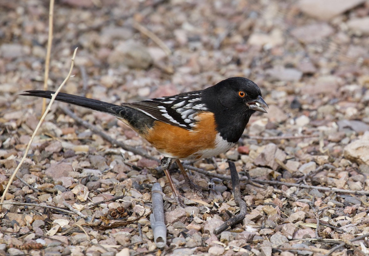 Spotted Towhee - ML141878501